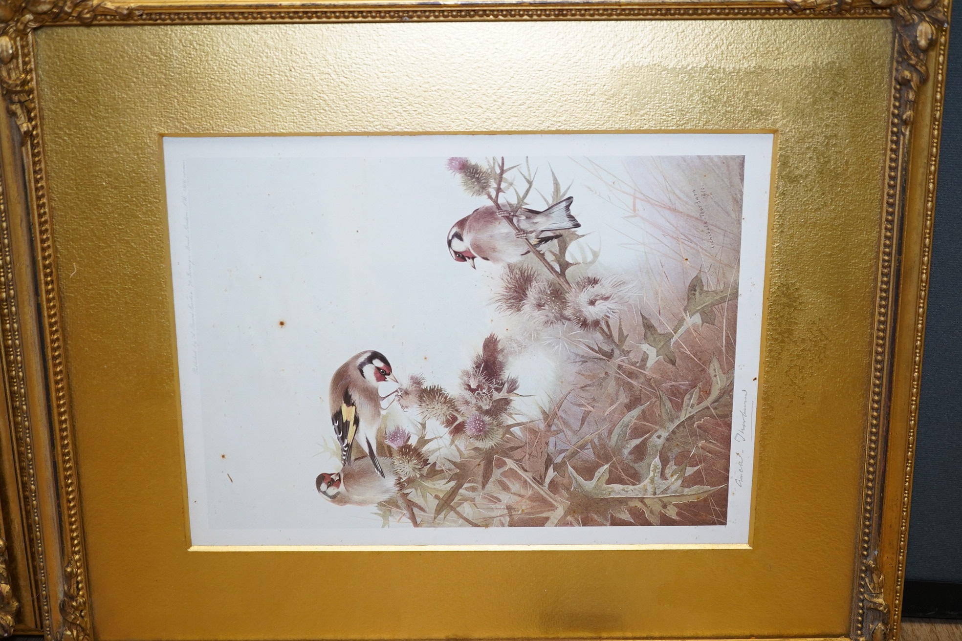 Archibald Thorburn (1860-1935), pair of coloured prints, Birds on branches, signed in pencil, published by A Baird - Carter, London 1915 and 1916, 27 x 20cm, gilt framed. Condition - fair, spots of foxing together with 1
